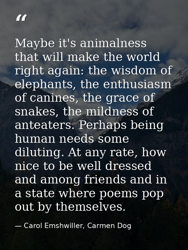 Maybe it's animalness that will make the world right again: the wisdom of elephants, the enthusiasm of canines, the grac — Carol Emshwiller, Carmen Dog