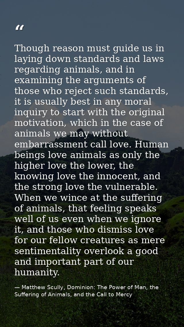 Though reason must guide us in laying down standards and laws regarding animals, and in examining the arguments of those — Matthew Scully, Dominion: The Power of Man, the Suffering of Animals, and the Call to Mercy