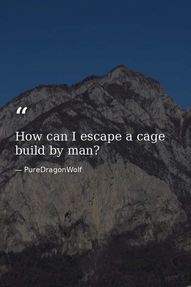 How can I escape a cage build by man? — PureDragonWolf
