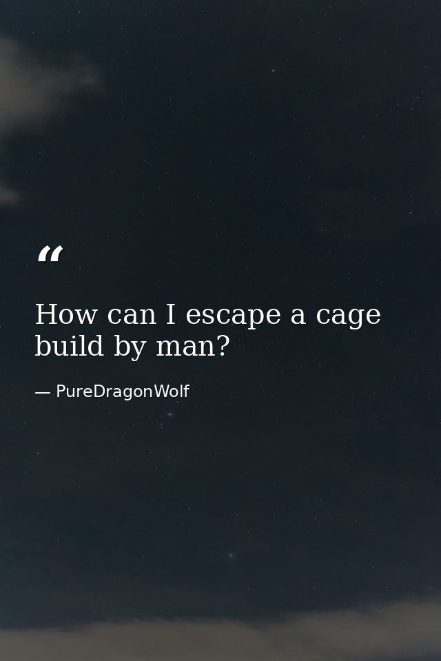 How can I escape a cage build by man? — PureDragonWolf