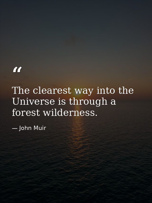The clearest way into the Universe is through a forest wilderness. — John Muir