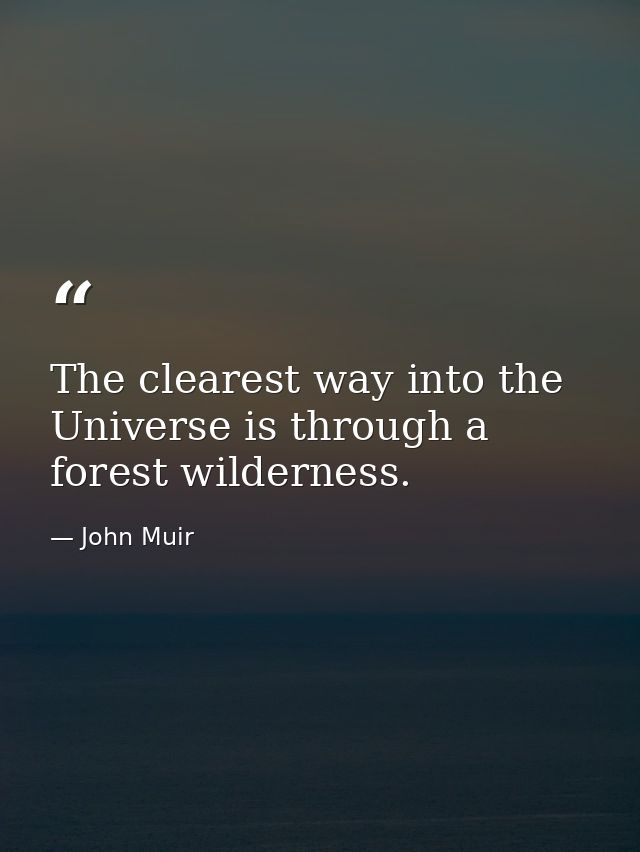 The clearest way into the Universe is through a forest wilderness. — John Muir