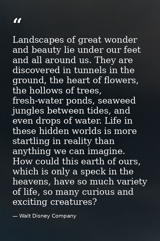Landscapes of great wonder and beauty lie under our feet and all around us. They are discovered in tunnels in the ground — Walt Disney Company