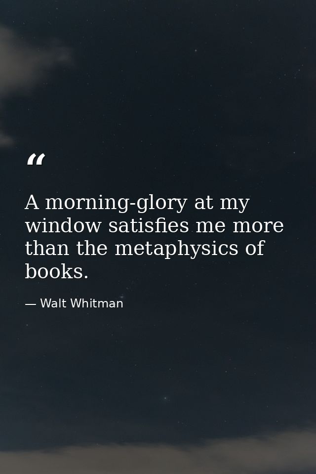 A morning-glory at my window satisfies me more than the metaphysics of books. — Walt Whitman