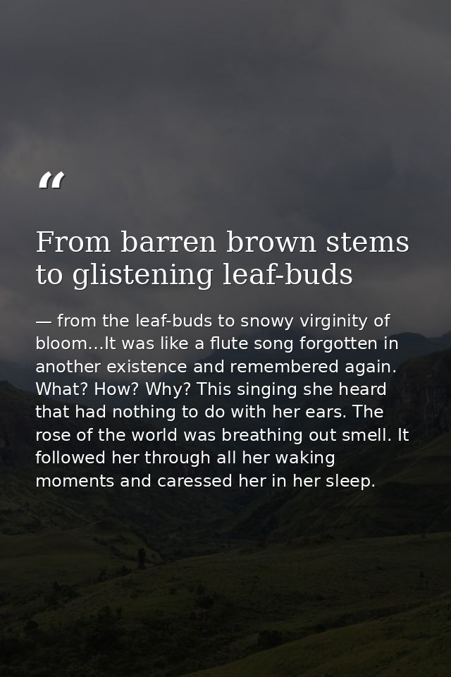 From barren brown stems to glistening leaf-buds — from the leaf-buds to snowy virginity of bloom…It was like a flute song forgotten in another existence and remembered again. What? How? Why? This singing she heard that had nothing to do with her ears. The rose of the world was breathing out smell. It followed her through all her waking moments and caressed her in her sleep.