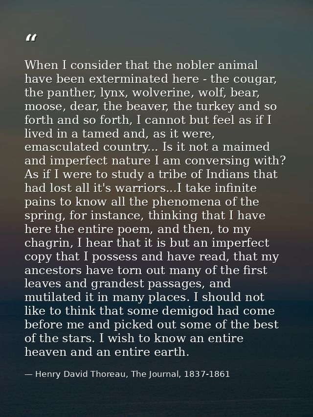 When I consider that the nobler animal have been exterminated here - the cougar, the panther, lynx, wolverine, wolf, bea — Henry David Thoreau, The Journal, 1837-1861