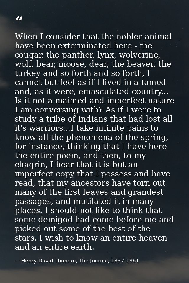 When I consider that the nobler animal have been exterminated here - the cougar, the panther, lynx, wolverine, wolf, bea — Henry David Thoreau, The Journal, 1837-1861
