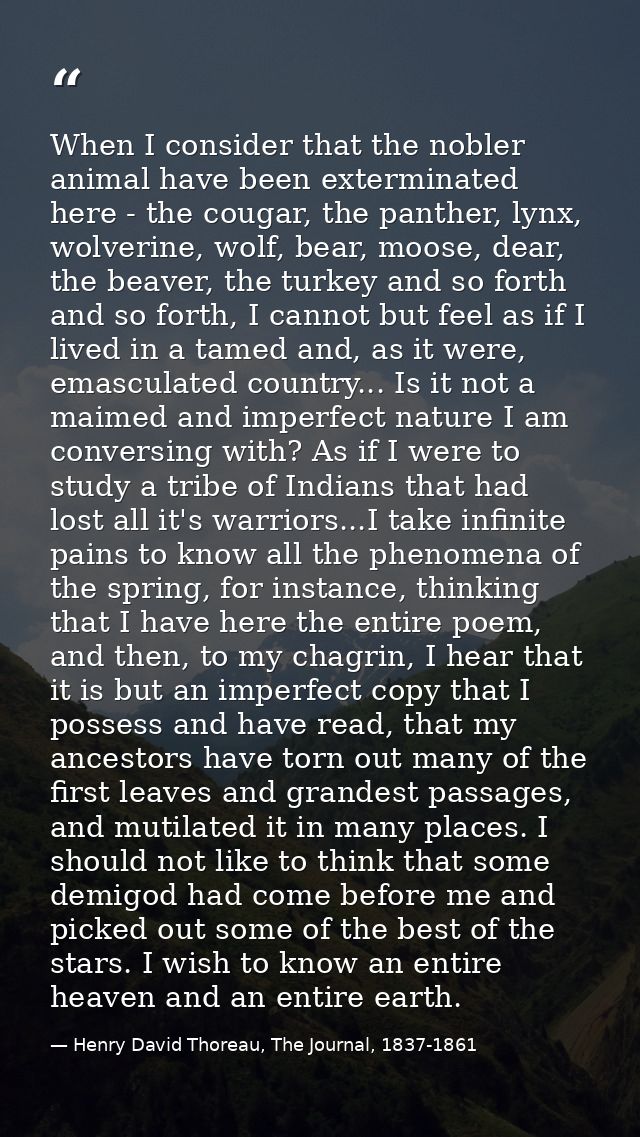 When I consider that the nobler animal have been exterminated here - the cougar, the panther, lynx, wolverine, wolf, bea — Henry David Thoreau, The Journal, 1837-1861