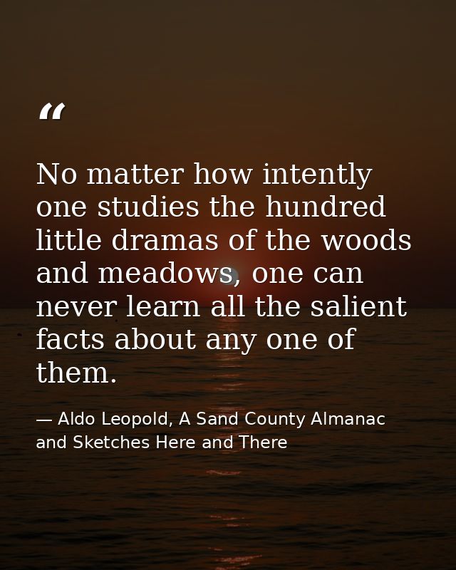 No matter how intently one studies the hundred little dramas of the woods and meadows, one can never learn all the salie — Aldo Leopold, A Sand County Almanac and Sketches Here and There
