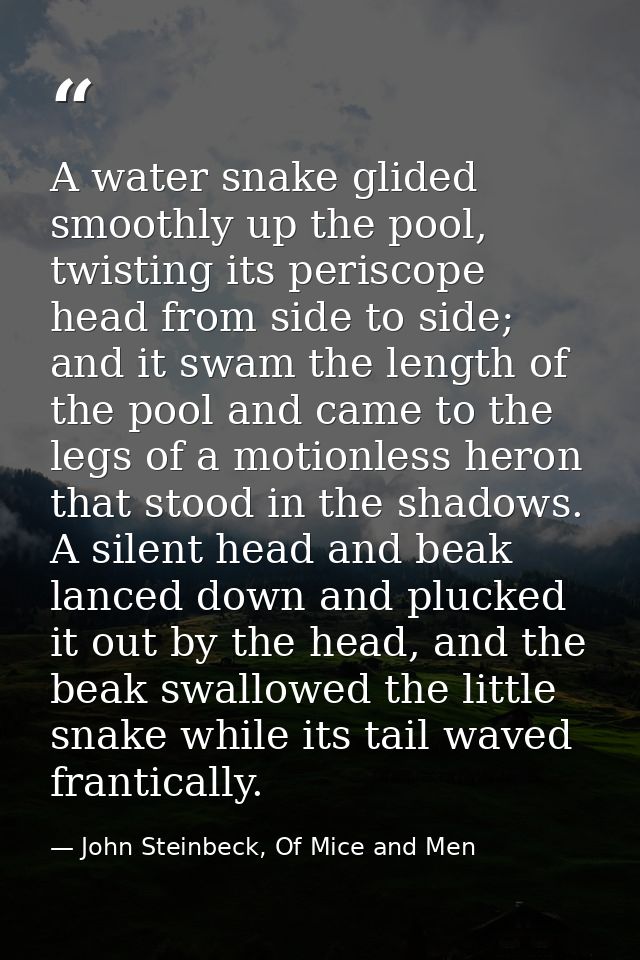 A water snake glided smoothly up the pool, twisting its periscope head from side to side; and it swam the length of the  — John Steinbeck, Of Mice and Men