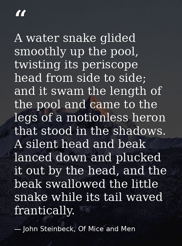 A water snake glided smoothly up the pool, twisting its periscope head from side to side; and it swam the length of the  — John Steinbeck, Of Mice and Men