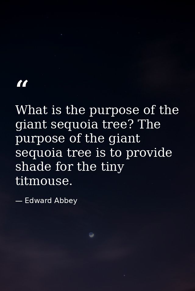 What is the purpose of the giant sequoia tree? The purpose of the giant sequoia tree is to provide shade for the tiny ti — Edward Abbey