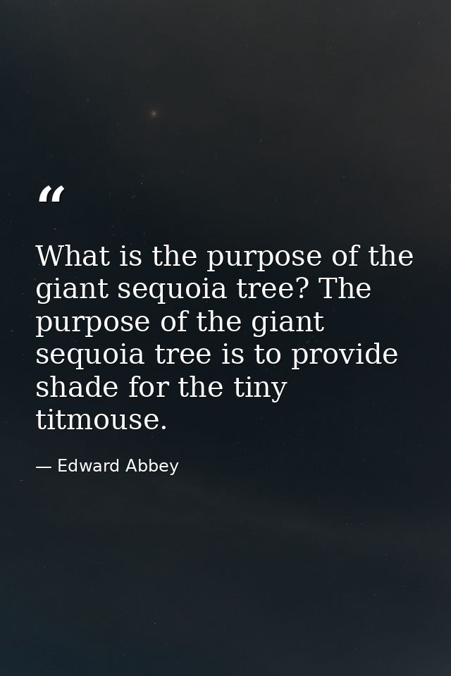 What is the purpose of the giant sequoia tree? The purpose of the giant sequoia tree is to provide shade for the tiny ti — Edward Abbey
