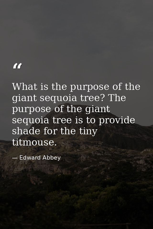 What is the purpose of the giant sequoia tree? The purpose of the giant sequoia tree is to provide shade for the tiny ti — Edward Abbey
