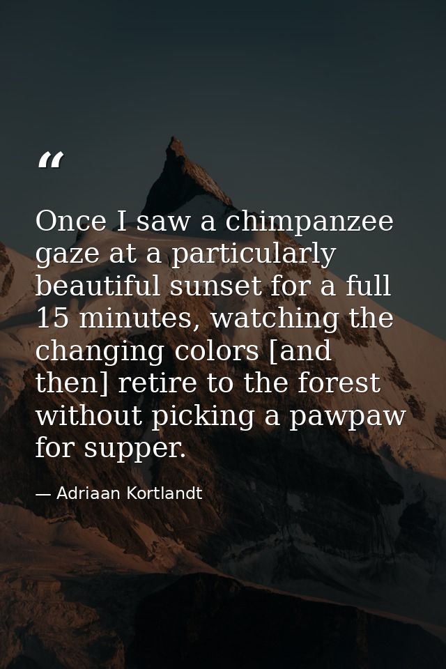 Once I saw a chimpanzee gaze at a particularly beautiful sunset for a full 15 minutes, watching the changing colors [and — Adriaan Kortlandt