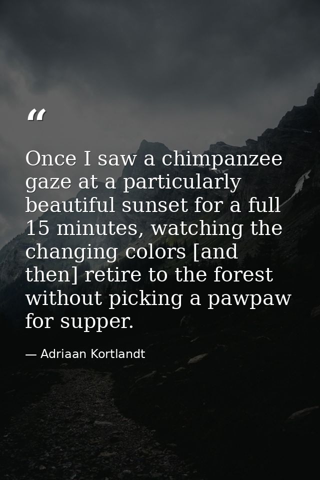 Once I saw a chimpanzee gaze at a particularly beautiful sunset for a full 15 minutes, watching the changing colors [and — Adriaan Kortlandt