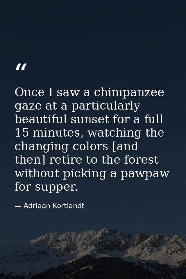 Once I saw a chimpanzee gaze at a particularly beautiful sunset for a full 15 minutes, watching the changing colors [and — Adriaan Kortlandt