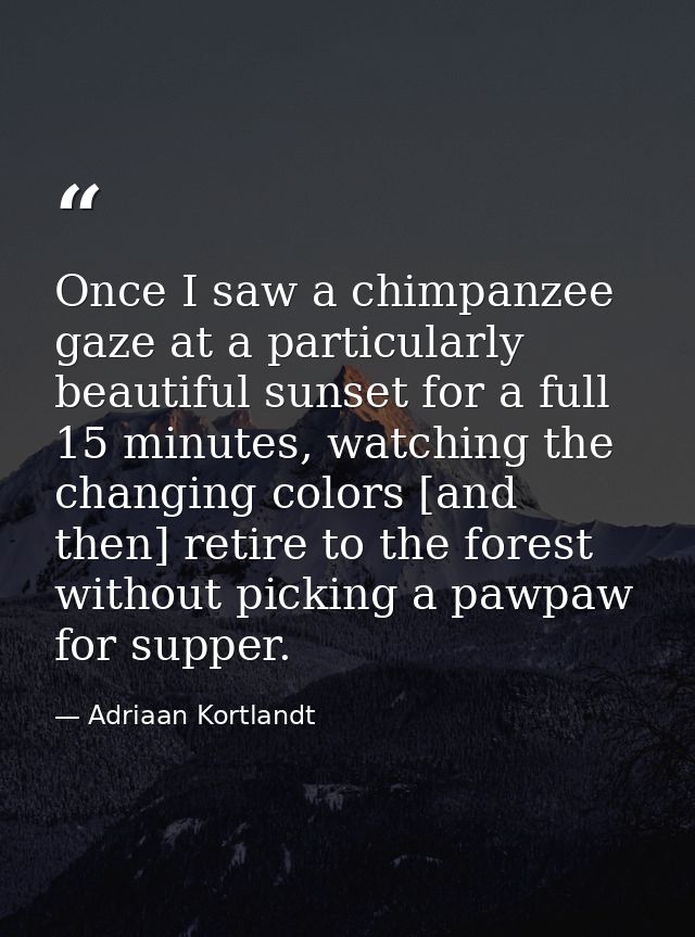 Once I saw a chimpanzee gaze at a particularly beautiful sunset for a full 15 minutes, watching the changing colors [and — Adriaan Kortlandt