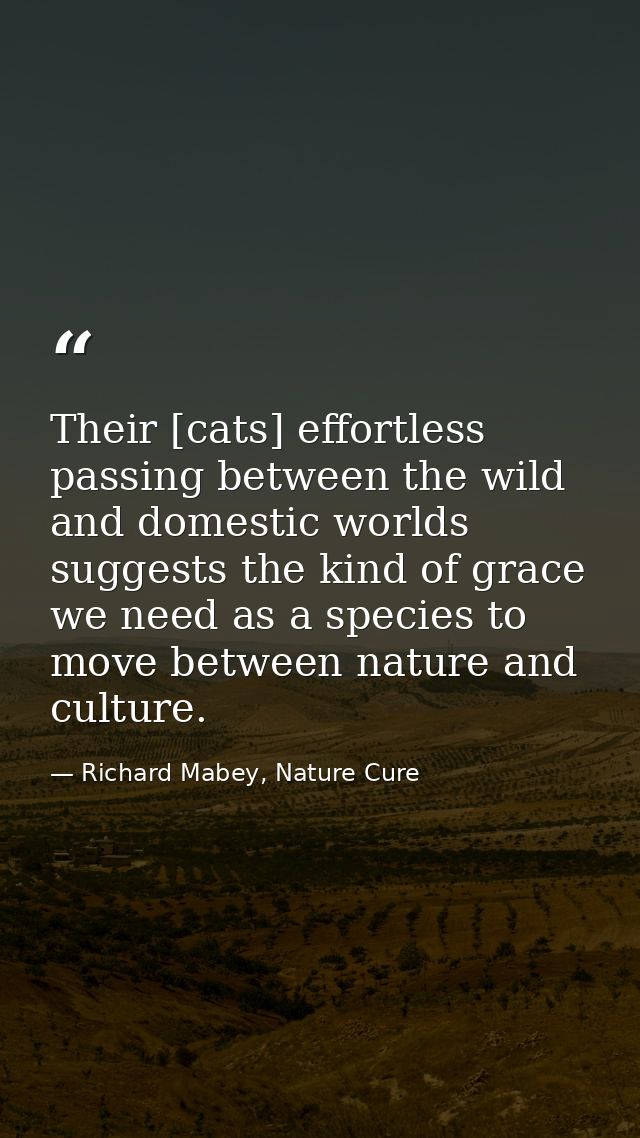 Their [cats] effortless passing between the wild and domestic worlds suggests the kind of grace we need as a species to  — Richard Mabey, Nature Cure