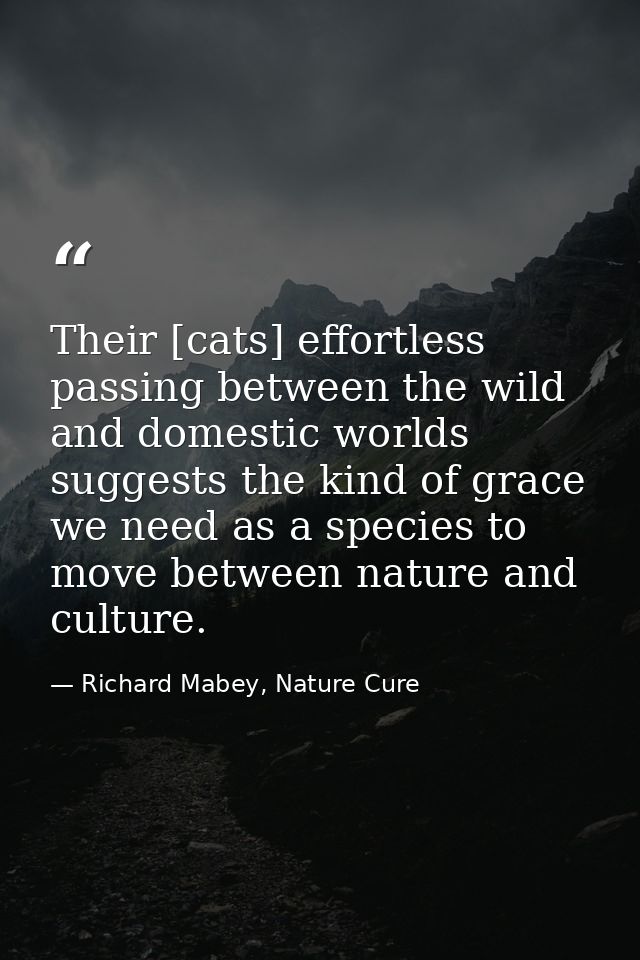 Their [cats] effortless passing between the wild and domestic worlds suggests the kind of grace we need as a species to  — Richard Mabey, Nature Cure