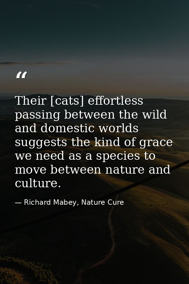 Their [cats] effortless passing between the wild and domestic worlds suggests the kind of grace we need as a species to  — Richard Mabey, Nature Cure