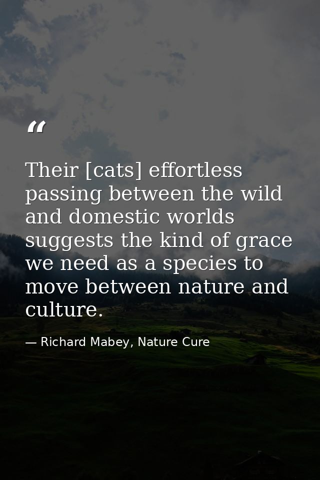Their [cats] effortless passing between the wild and domestic worlds suggests the kind of grace we need as a species to  — Richard Mabey, Nature Cure