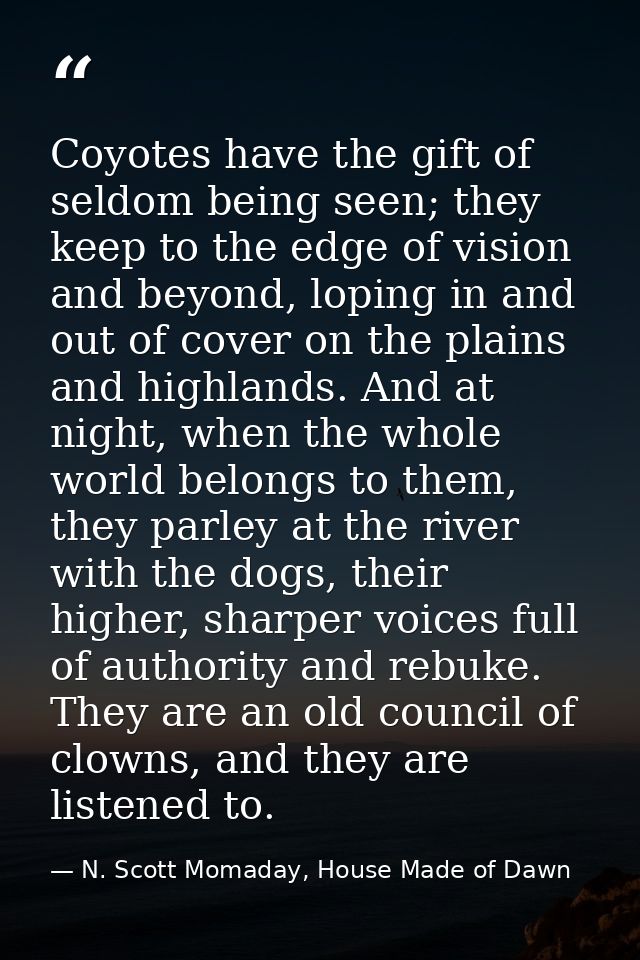 Coyotes have the gift of seldom being seen; they keep to the edge of vision and beyond, loping in and out of cover on th — N. Scott Momaday, House Made of Dawn