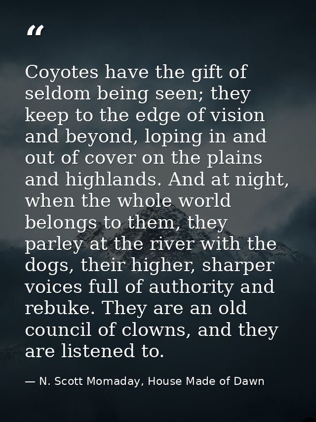 Coyotes have the gift of seldom being seen; they keep to the edge of vision and beyond, loping in and out of cover on th — N. Scott Momaday, House Made of Dawn