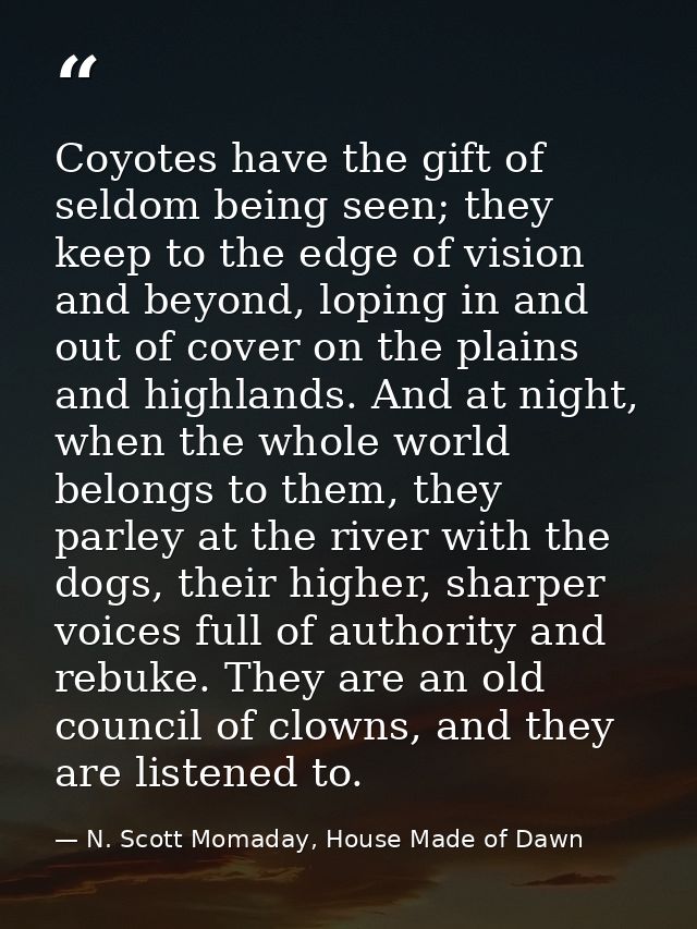 Coyotes have the gift of seldom being seen; they keep to the edge of vision and beyond, loping in and out of cover on th — N. Scott Momaday, House Made of Dawn