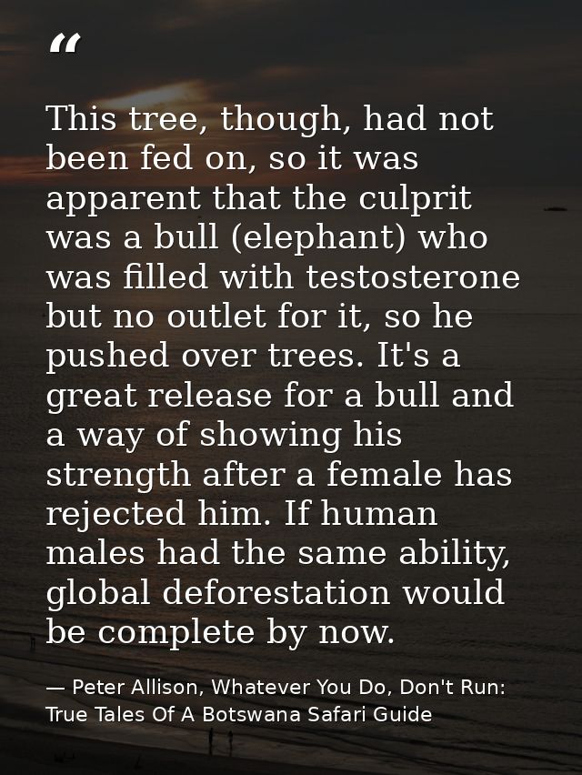 This tree, though, had not been fed on, so it was apparent that the culprit was a bull (elephant) who was filled with te — Peter Allison, Whatever You Do, Don't Run: True Tales Of A Botswana Safari Guide