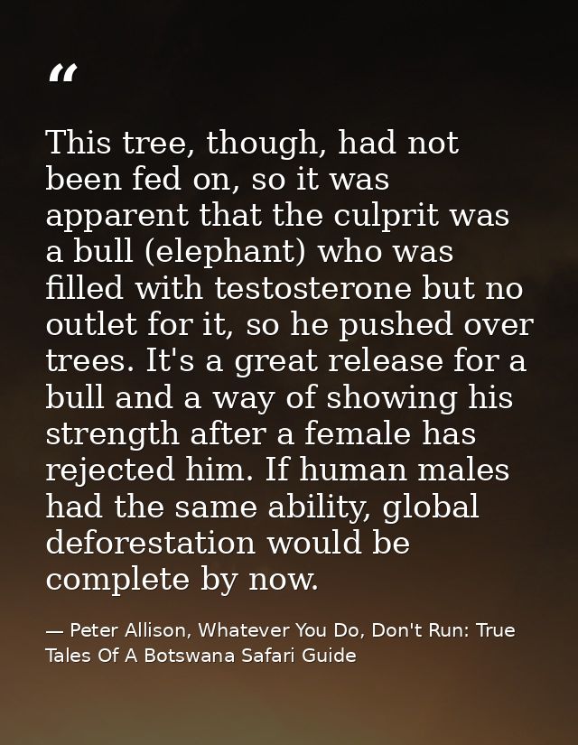 This tree, though, had not been fed on, so it was apparent that the culprit was a bull (elephant) who was filled with te — Peter Allison, Whatever You Do, Don't Run: True Tales Of A Botswana Safari Guide