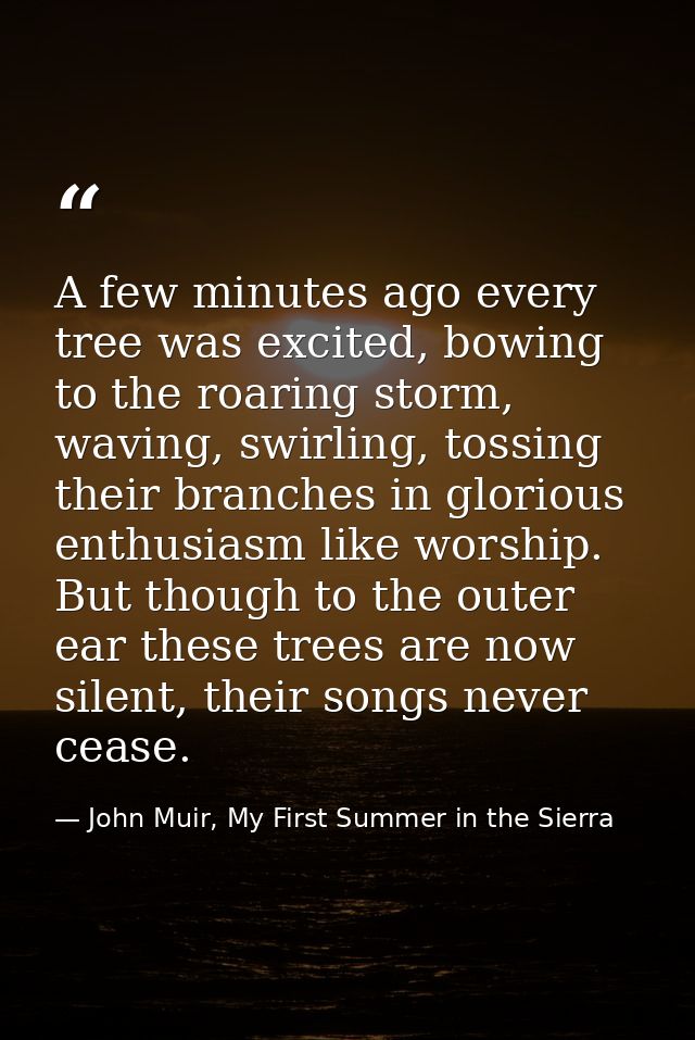 A few minutes ago every tree was excited, bowing to the roaring storm, waving, swirling, tossing their branches in glori — John Muir, My First Summer in the Sierra