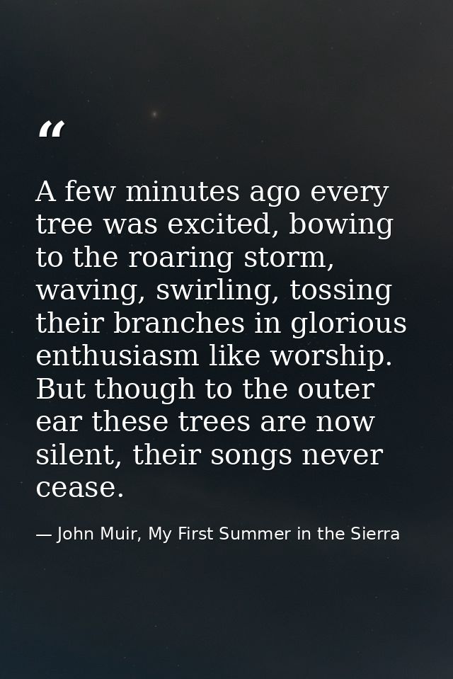 A few minutes ago every tree was excited, bowing to the roaring storm, waving, swirling, tossing their branches in glori — John Muir, My First Summer in the Sierra