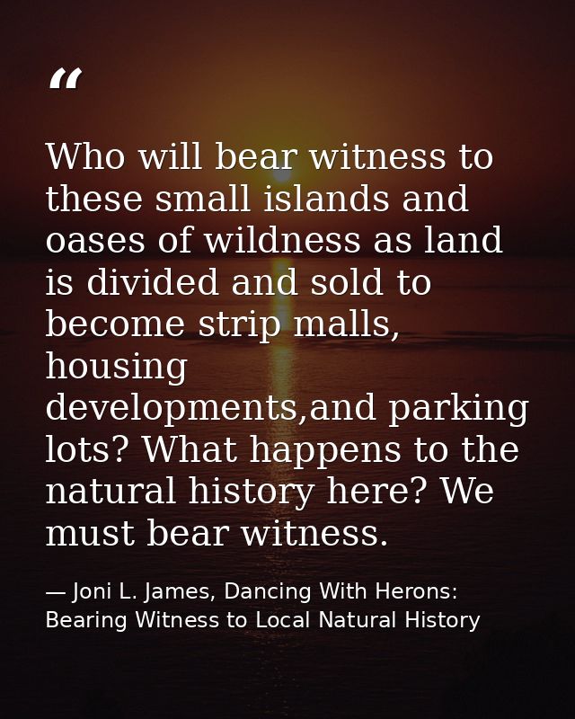 Who will bear witness to these small islands and oases of wildness as land is divided and sold to become strip malls, ho — Joni L. James, Dancing With Herons: Bearing Witness to Local Natural History