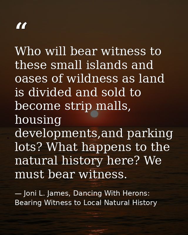 Who will bear witness to these small islands and oases of wildness as land is divided and sold to become strip malls, ho — Joni L. James, Dancing With Herons: Bearing Witness to Local Natural History