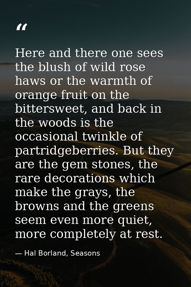 Here and there one sees the blush of wild rose haws or the warmth of orange fruit on the bittersweet, and back in the wo — Hal Borland, Seasons