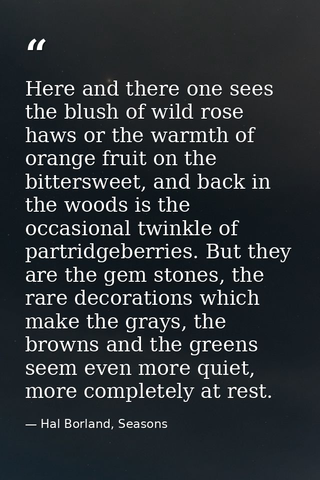 Here and there one sees the blush of wild rose haws or the warmth of orange fruit on the bittersweet, and back in the wo — Hal Borland, Seasons