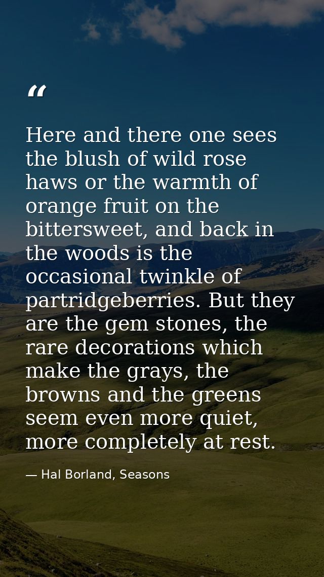 Here and there one sees the blush of wild rose haws or the warmth of orange fruit on the bittersweet, and back in the wo — Hal Borland, Seasons