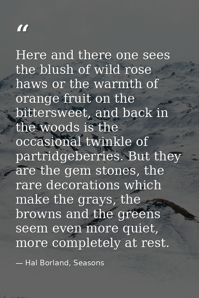 Here and there one sees the blush of wild rose haws or the warmth of orange fruit on the bittersweet, and back in the wo — Hal Borland, Seasons
