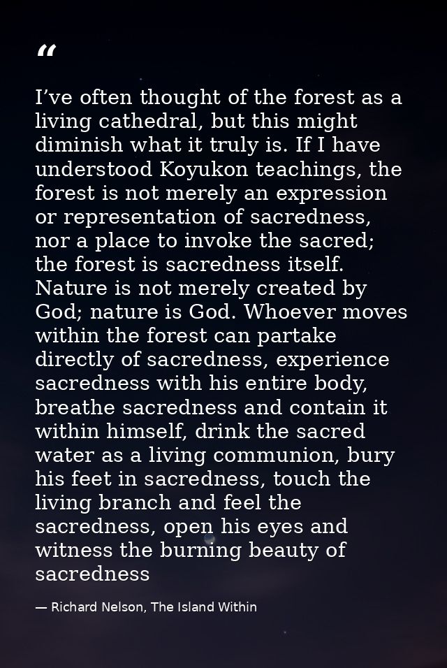I’ve often thought of the forest as a living cathedral, but this might diminish what it truly is. If I have understood K — Richard Nelson, The Island Within