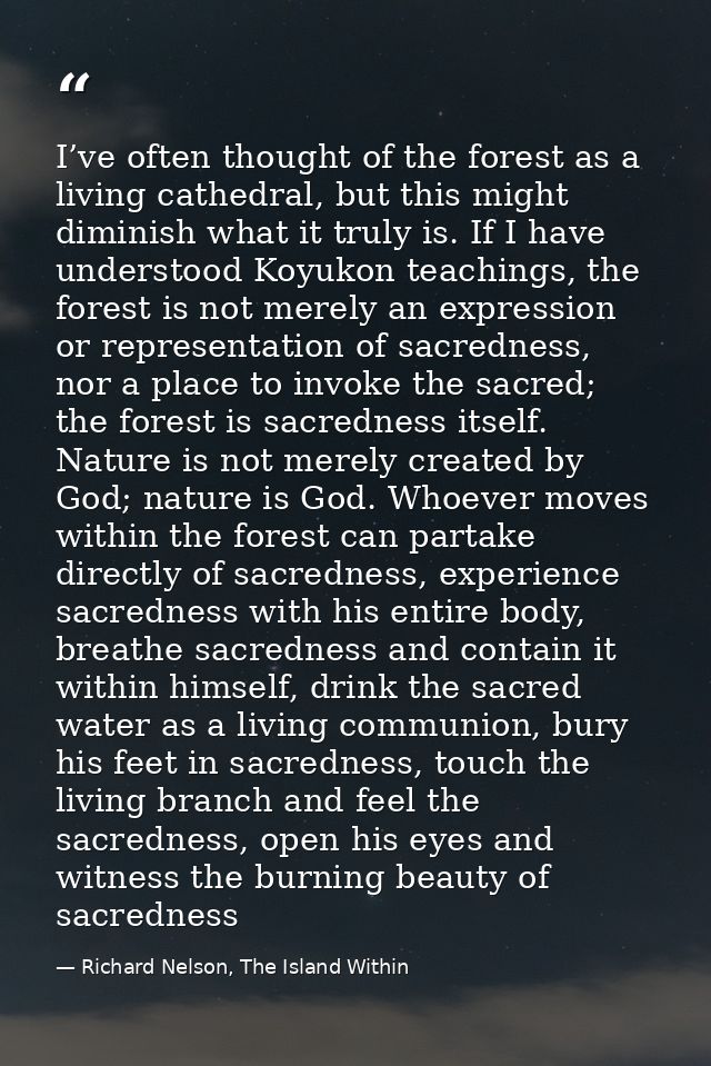 I’ve often thought of the forest as a living cathedral, but this might diminish what it truly is. If I have understood K — Richard Nelson, The Island Within