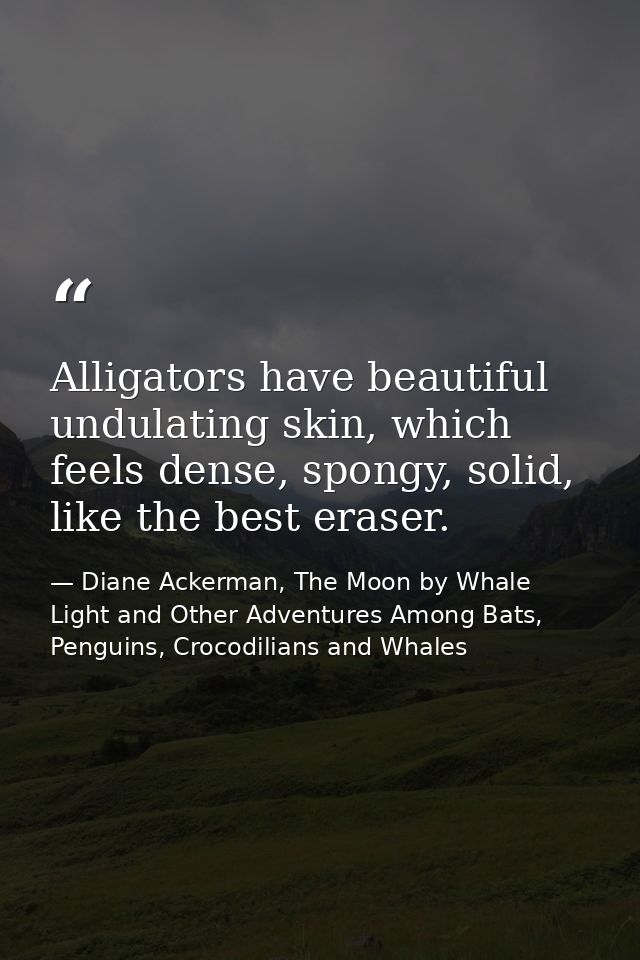 Alligators have beautiful undulating skin, which feels dense, spongy, solid, like the best eraser. — Diane Ackerman, The Moon by Whale Light and Other Adventures Among Bats, Penguins, Crocodilians and Whales