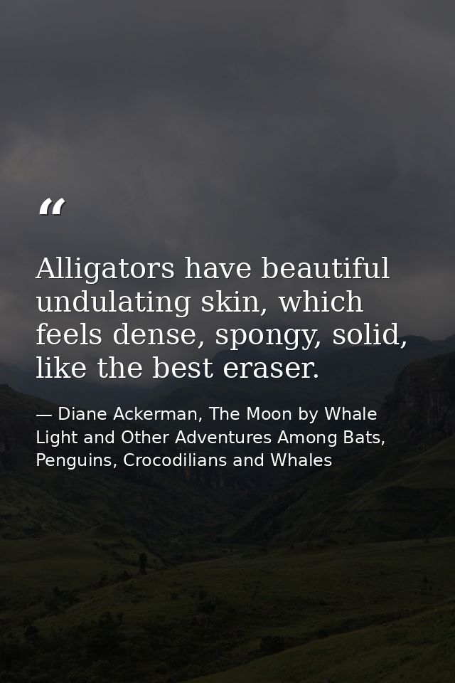 Alligators have beautiful undulating skin, which feels dense, spongy, solid, like the best eraser. — Diane Ackerman, The Moon by Whale Light and Other Adventures Among Bats, Penguins, Crocodilians and Whales
