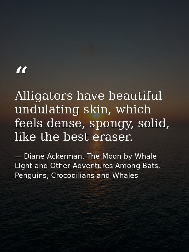 Alligators have beautiful undulating skin, which feels dense, spongy, solid, like the best eraser. — Diane Ackerman, The Moon by Whale Light and Other Adventures Among Bats, Penguins, Crocodilians and Whales