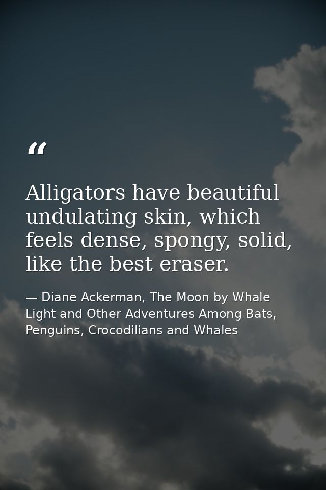 Alligators have beautiful undulating skin, which feels dense, spongy, solid, like the best eraser. — Diane Ackerman, The Moon by Whale Light and Other Adventures Among Bats, Penguins, Crocodilians and Whales