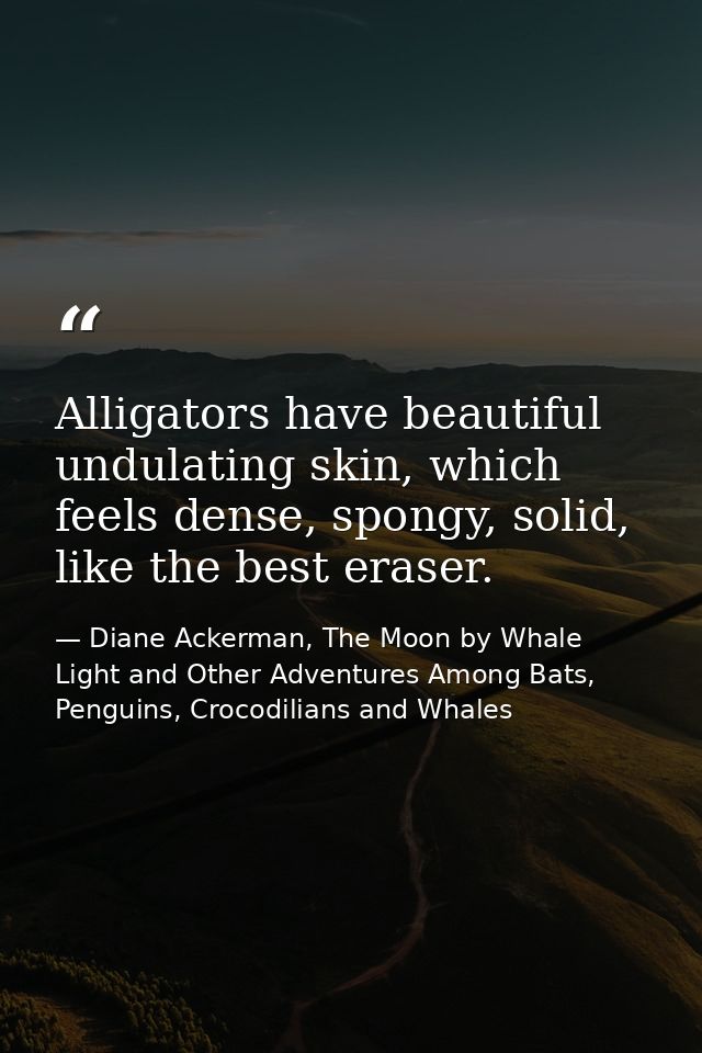 Alligators have beautiful undulating skin, which feels dense, spongy, solid, like the best eraser. — Diane Ackerman, The Moon by Whale Light and Other Adventures Among Bats, Penguins, Crocodilians and Whales