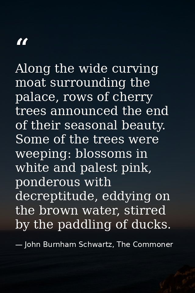 Along the wide curving moat surrounding the palace, rows of cherry trees announced the end of their seasonal beauty. Som — John Burnham Schwartz, The Commoner