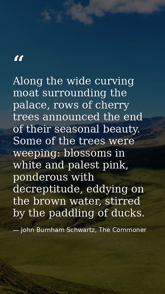 Along the wide curving moat surrounding the palace, rows of cherry trees announced the end of their seasonal beauty. Som — John Burnham Schwartz, The Commoner