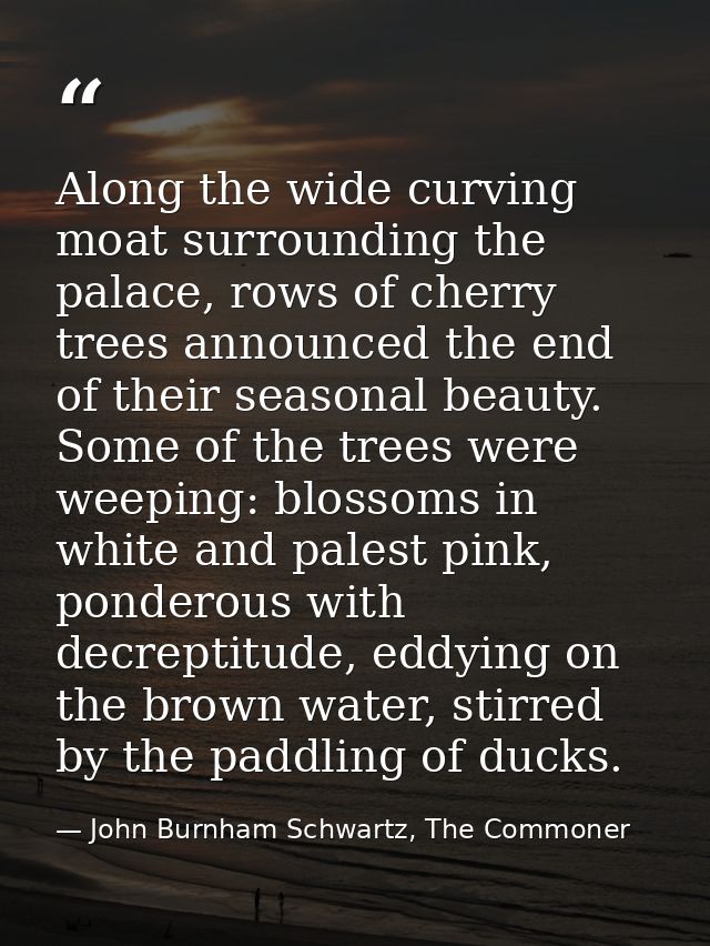 Along the wide curving moat surrounding the palace, rows of cherry trees announced the end of their seasonal beauty. Som — John Burnham Schwartz, The Commoner