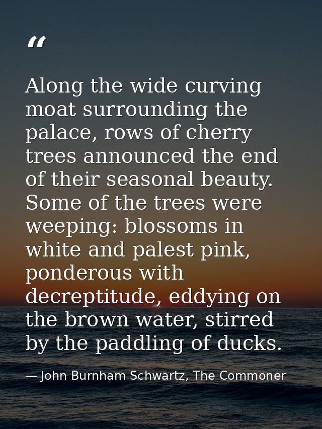 Along the wide curving moat surrounding the palace, rows of cherry trees announced the end of their seasonal beauty. Som — John Burnham Schwartz, The Commoner